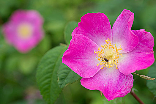 微距,刺,玫瑰,盛开,楚加奇州立公园,阿拉斯加,夏天