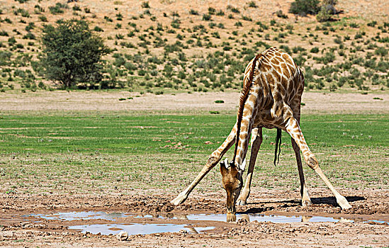 南方长颈鹿,长颈鹿,雄性,喝,雨水,水池,河床,下雨,季节,绿色,环境,卡拉哈里沙漠,卡拉哈迪大羚羊国家公园,南非,非洲