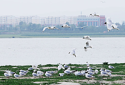 濒危物种遗鸥栖息在河北康保康巴诺尔湿地