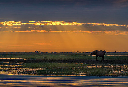 大象,非洲象,日落,乔贝国家公园,博茨瓦纳,非洲