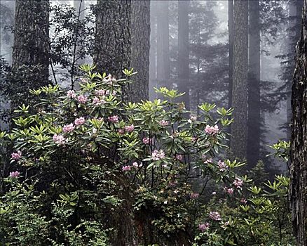 杜鹃属植物,树林,红杉国家公园,加利福尼亚,美国