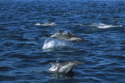 真海豚,海豚,游动,表面,加利福尼亚湾,墨西哥