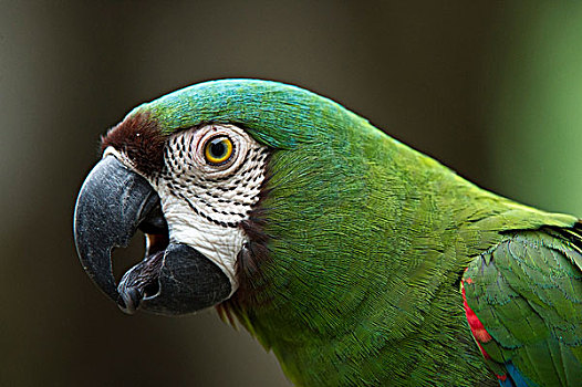 金刚鹦鹉,鹦鹉,国家公园,亚马逊雨林,厄瓜多尔