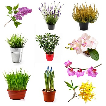 收集,不同,花,植物,隔绝,白色背景