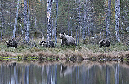 欧洲,芬兰,棕熊,熊,家族