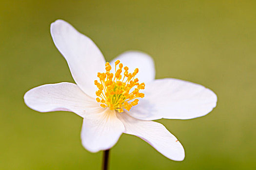 特写,银莲花属