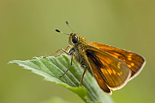 大弄蝶,荷兰