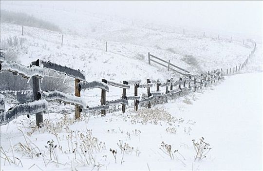 木篱,遮盖,冰,雪,牧场,萨斯喀彻温,加拿大