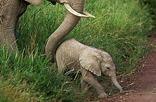 非洲象,母亲,肯尼亚