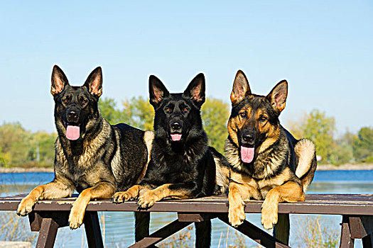 德国牧羊犬,狗,三个,野餐桌