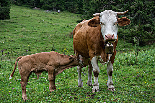 母牛,吸吮,幼兽,牛,阿尔卑斯草甸,山地牧场,施蒂里亚,奥地利,欧洲