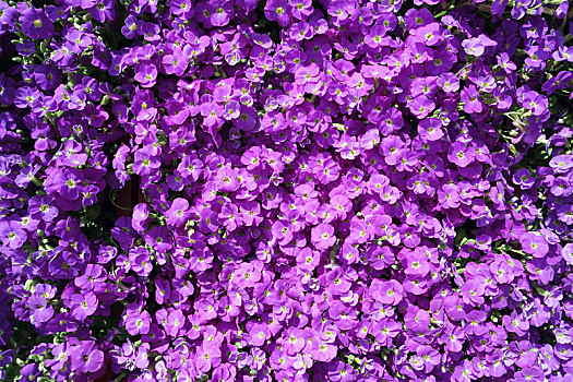 紫色,地被植物