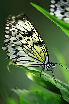 新加坡动物园蝴蝶