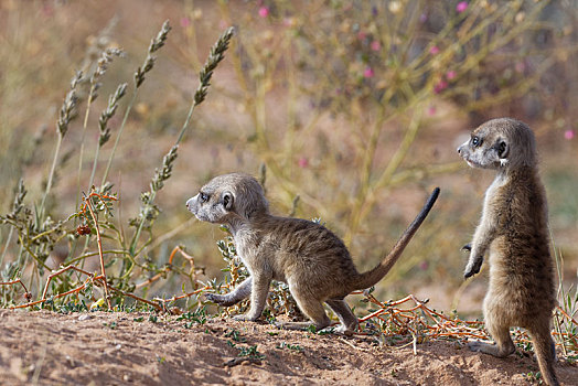 猫鼬,细尾獴属,两个,幼兽,雄性,巢穴,警惕,卡拉哈迪大羚羊国家公园,北开普,南非,非洲