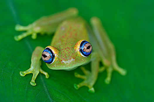 绿色,青蛙,安达斯巴曼塔迪亚国家公园,马达加斯加