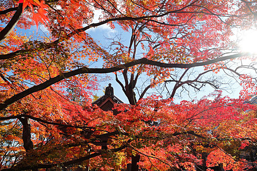 日本京都岚山常寂光寺