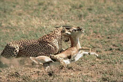 印度豹,猎豹,攻击,汤氏瞪羚,塞伦盖蒂,坦桑尼亚