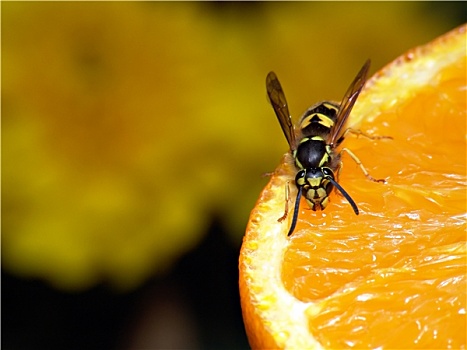 黄蜂,橙色,微距