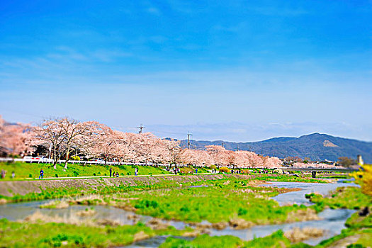 樱花,树,河,京都,京都府,日本