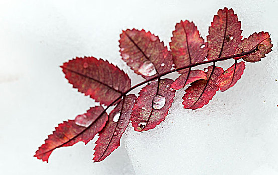 鲜明,红色,秋叶,结冰,初雪