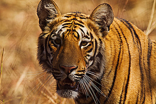 皇家,孟加拉虎,特写,虎,自然保护区,印度