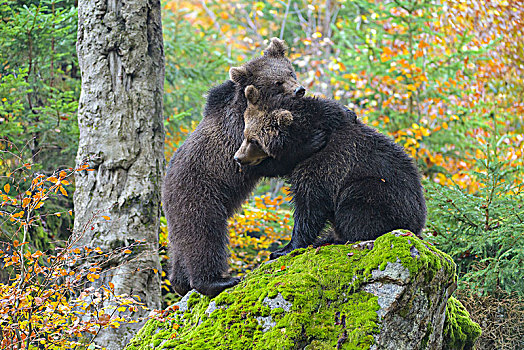 棕熊,两个,幼兽,争斗,德国