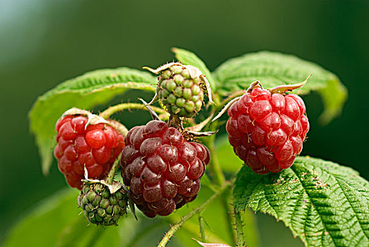 欧洲,树莓,悬钩子,水果,哈勒姆,荷兰北部,荷兰