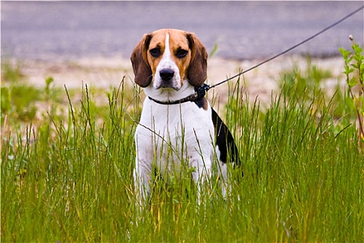 小猎犬,狗