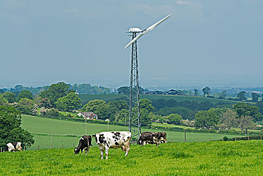 奶牛,放牧,地点,风轮机,背景,坎布里亚,英格兰