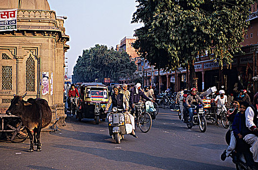 印度,拉基斯坦邦,斋浦尔,街景