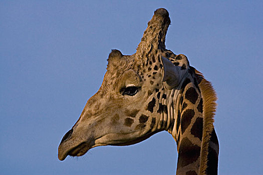 罗特希尔德长颈鹿,头像,非洲