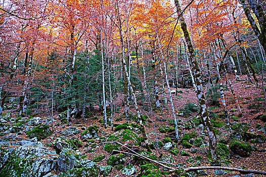 秋天,山毛榉,比利牛斯山脉,奥德萨,韦斯卡,西班牙