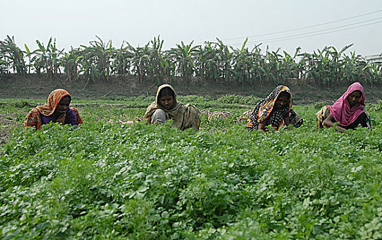 女人,拔,蔬菜,地点,孟加拉,二月,2008年