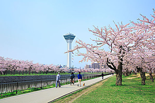 北海道,樱桃树,塔
