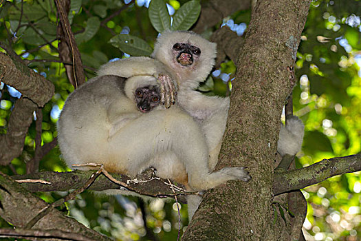 丝绸,马达加斯加狐猴,女性,幼兽,稀有,雨林,国家公园,马达加斯加,非洲