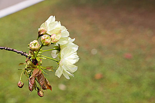 黄白色的樱花