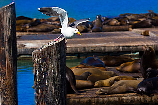 旧金山,码头,海鸥,海豹,加利福尼亚