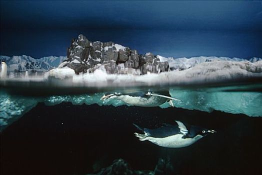 阿德利企鹅,一对,动物园,展示,北美