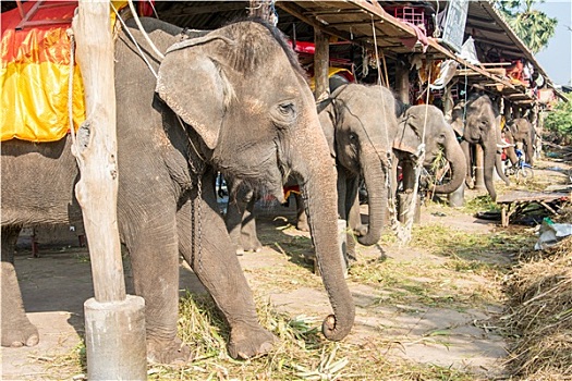 大象,稳定,大城府,泰国