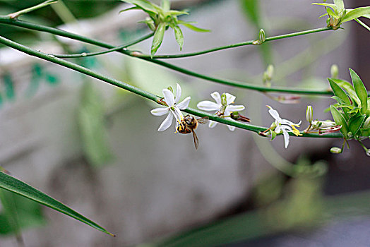 吊兰,开花