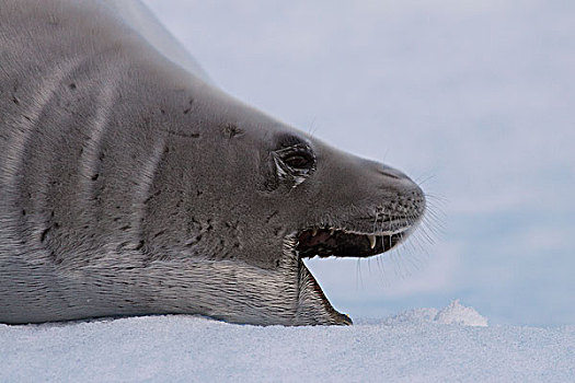 食蝦海豹,天堂湾,南极