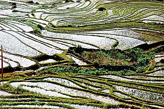 稻米,地点,制作,质地,图案,上方,风景,亮光,反射,水,给,金属,外观,越南
