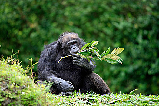 黑猩猩,鹪鹩,雄性,进食,俘获,佛罗里达,美国