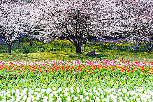 苏州上方山樱花风景