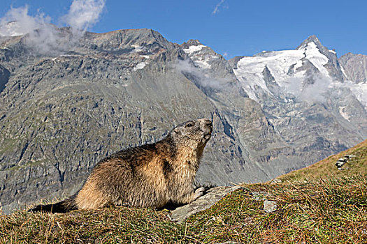 阿尔卑斯山土拨鼠,高,陶安,国家公园,奥地利,欧洲
