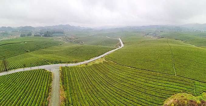 贵州湄潭,万亩茶海给大自然披上绿色地毯