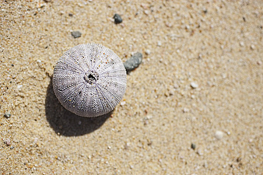 海胆,壳,北下加利福尼亚州,墨西哥