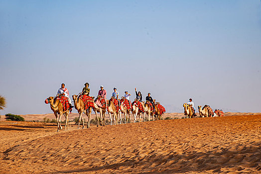 阿玛哈豪华精选沙漠水疗度假酒店的骆驼驼队