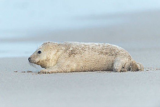 侧面,灰海豹,幼仔,躺着,海滩,沙暴,北海,欧洲
