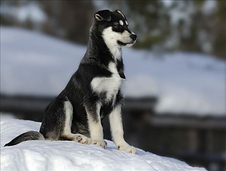 哈士奇犬,幼仔